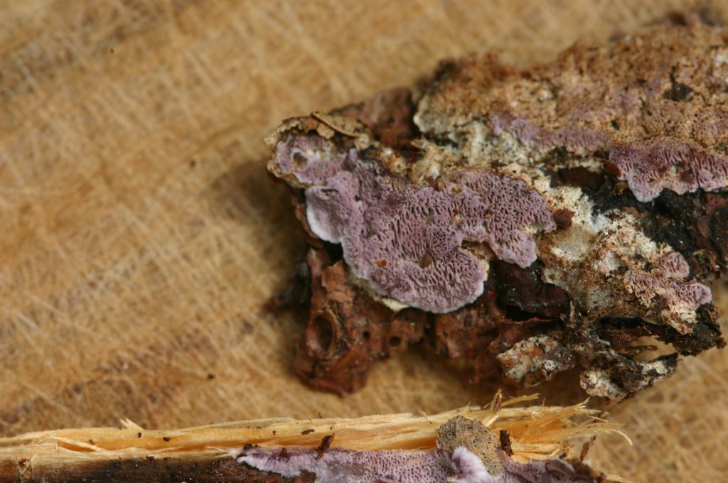 Skeletocutis? (Skeletocutis lilacina)
